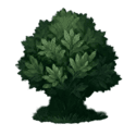 Symbol Bush
