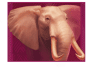 Symbol Elephant