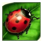 Symbol Ladybug