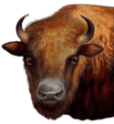 Symbol Bufalo