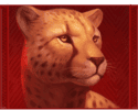 Symbol Cheetah