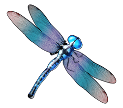 Symbol Dragonfly