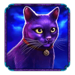 Symbol Cat