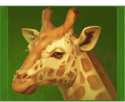Symbol Giraffe