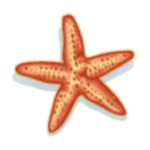 Symbol Starfish